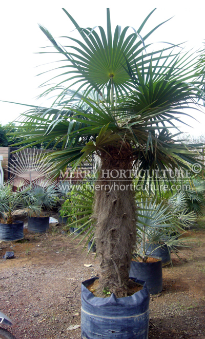Cocothrinax crinita (Old man palm)1